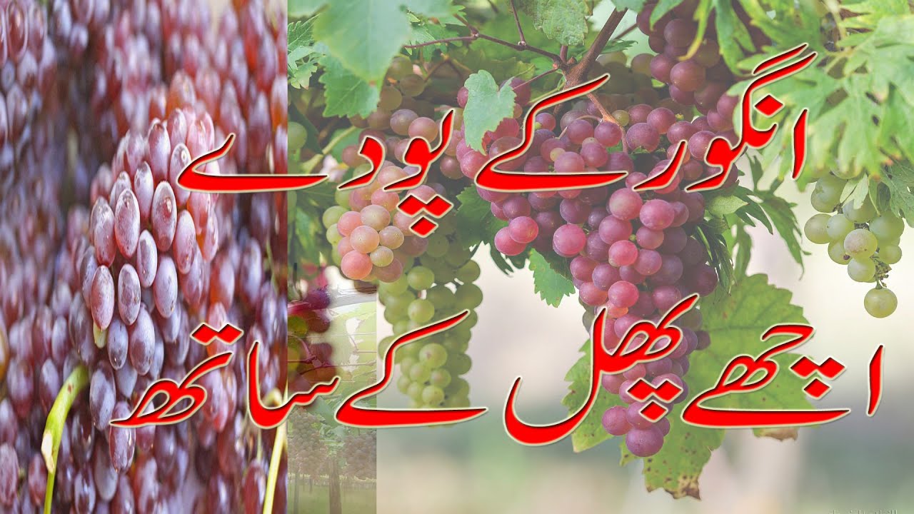 Grapes Vine with best fruit Angoor ka BEST Plant Urdu/Hindi YouTube