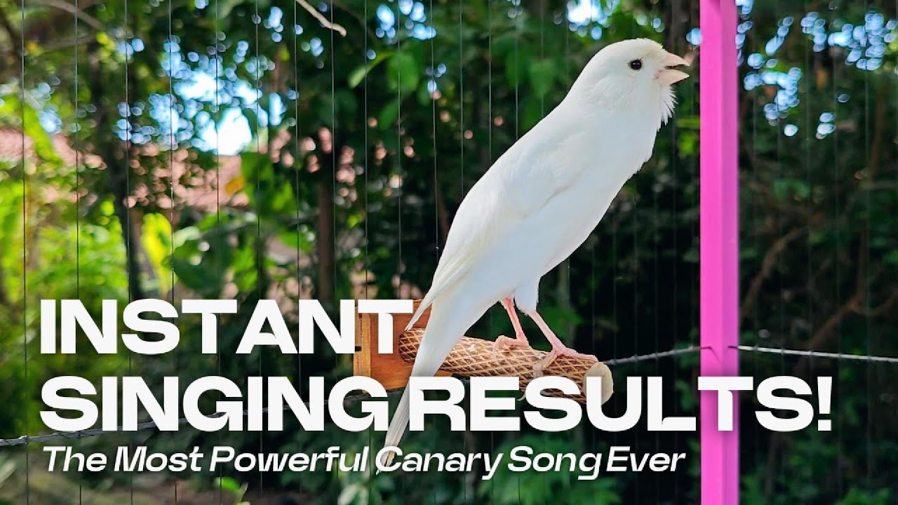 Photo inspiration: Canary Melody Singing Lessons Reference: The Most Powerful Canary Song Ever Instant Singing Results