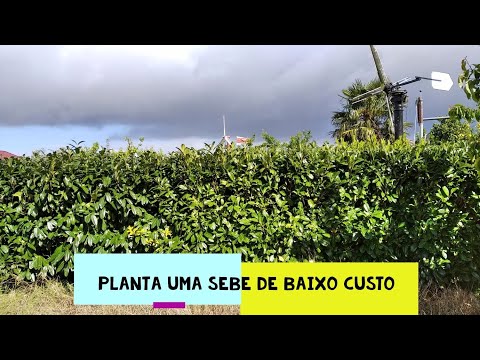 Vídeo: Plantar E Cuidar De Sebes
