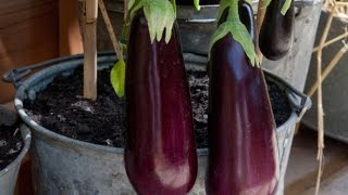 10 Tips To Growing Eggplant In A Pot Or Container