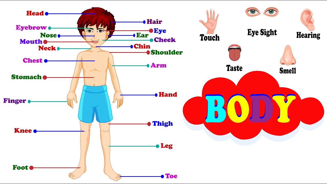 Wordwall body parts for kids