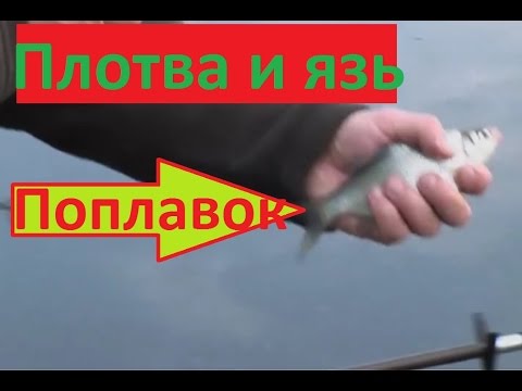 ловля язя маховым удилищем