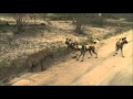 SafariLIVE AM  Hyena vs. Wild Dogs 02/29/16