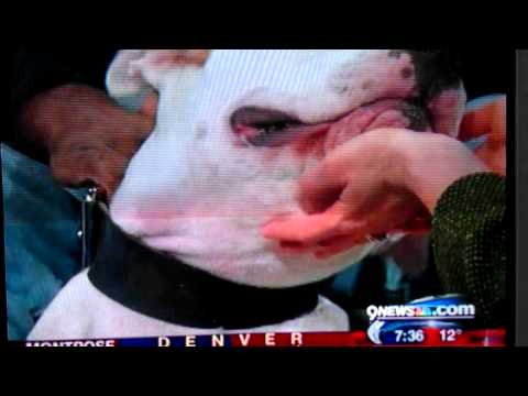 Kyle Dyer gets bit by dog live
