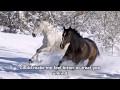 Wild Horses - Susan Boyle - Lyrics - (HD scenic)