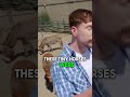 Saving Miniature Horses from Slaughter @MrBeast  #viral #trending #mrbeast