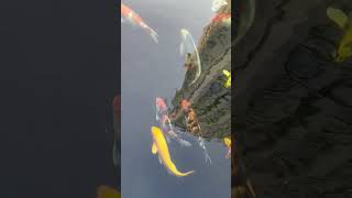 Fish Pond #nature #travel #fish #koi