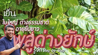 พลูด่างยักษ์ ใบใหญ่ ด่างธรรมชาติ อายุยืนยาว