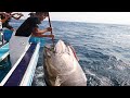 Incroyable comptence pche au thon rouge gant la plus rapide incroyable grosse capture sur la mer