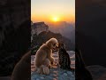 A poodle and a cat watching the sunset on a cliff