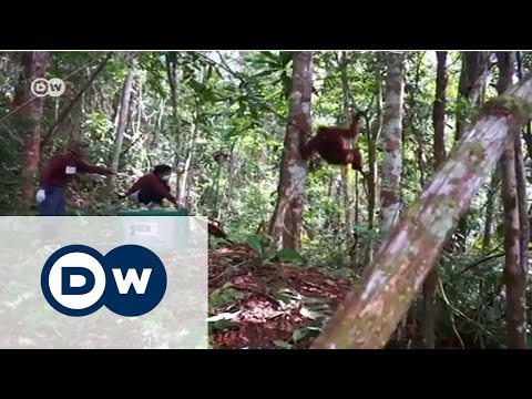 Video: 5 Borneo'da Orangutanları Görmek İçin Yerler