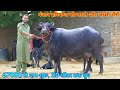 67000 से दाम शुरू हैं, 14 से 20 लीटर दूध की 8 भैंसें बिकाऊ। Low Price Buffalos at Raju Dairy Farm