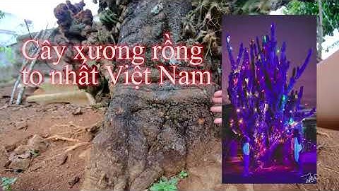 Cây xương rồng khổng lồ ở Việt Nam - Giant Cactus in  Viet Nam