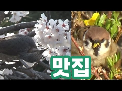 맛집 - 벚꽃 먹는 직박구리, <strong>개나리</strong> 먹는 참새