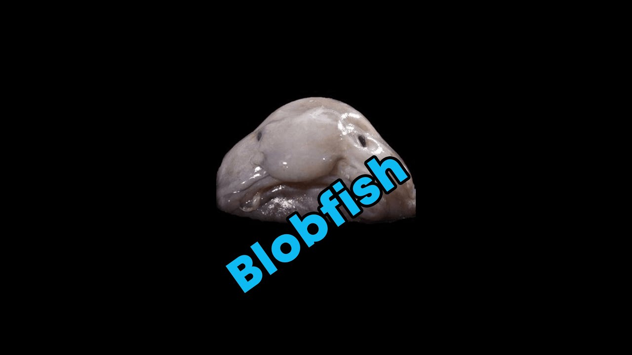 Pixel Petz on X: Did you know the blobfish isn't supposed to look like  that? Under normal pressure in their natural habitat, they look rather like  a normal fish. The blobby appearance