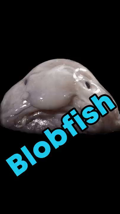 Blobfish might be a gooey mess out of water, but check out a living one!  (VIDEO), WTF!?