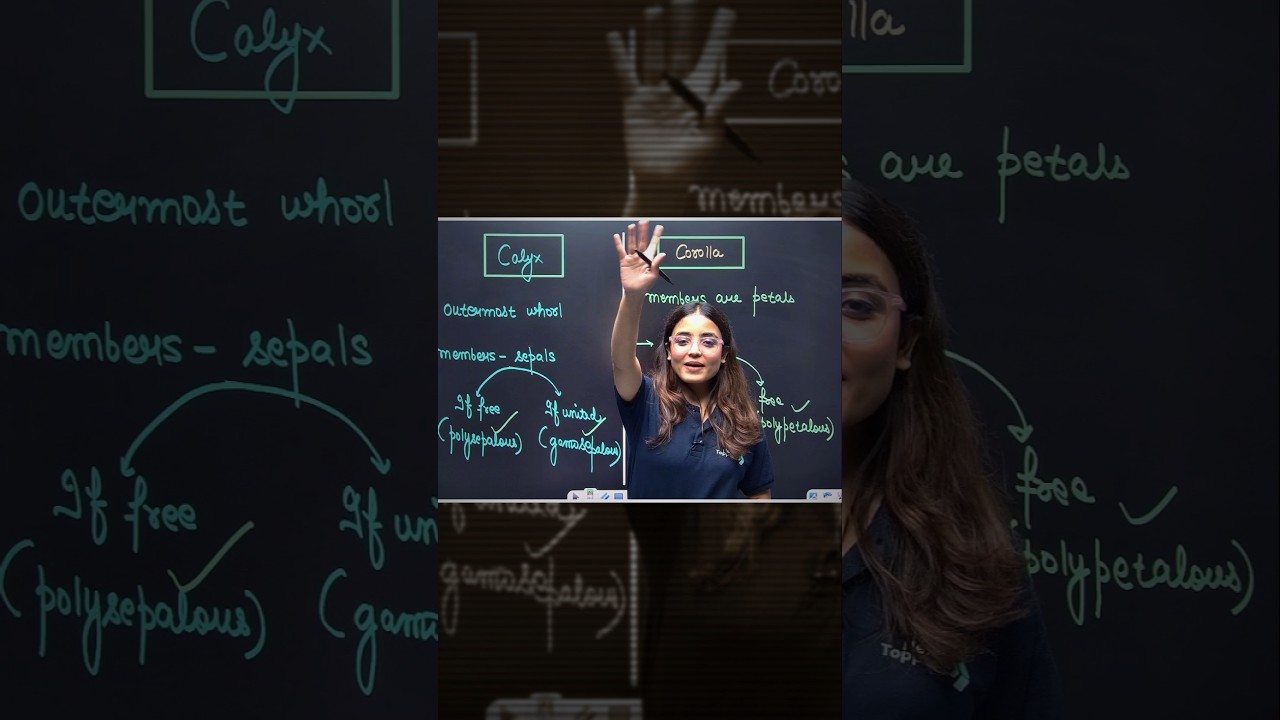 CALYX vs COROLLA Explained in 1 Minute ⏱️|  Class 11 Biology