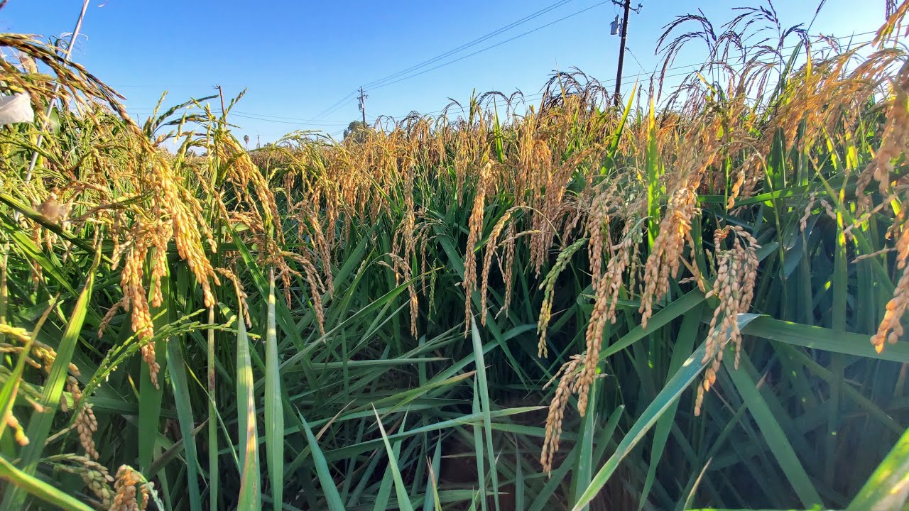 suab raj lev les kho siab zim