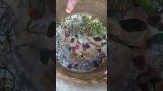 💥friends வாங்க இப்போ imported guppy's breeding setup பக்கலாம் 💫 #fish #guppy #delta paradise