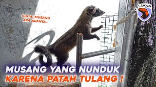 MENGOBATI MUSANG YANG POSTUR NUNDUK & PINCANG ! #SAWAN