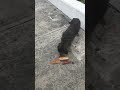 Hungry Homeless Pooch Hot dog binge