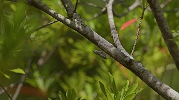 Okinawa Cicada HD