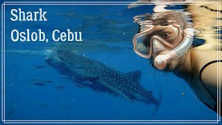 Плаваем с АКУЛАМИ о.Себу, Ослоб (Shark, Oslob, Cebu)