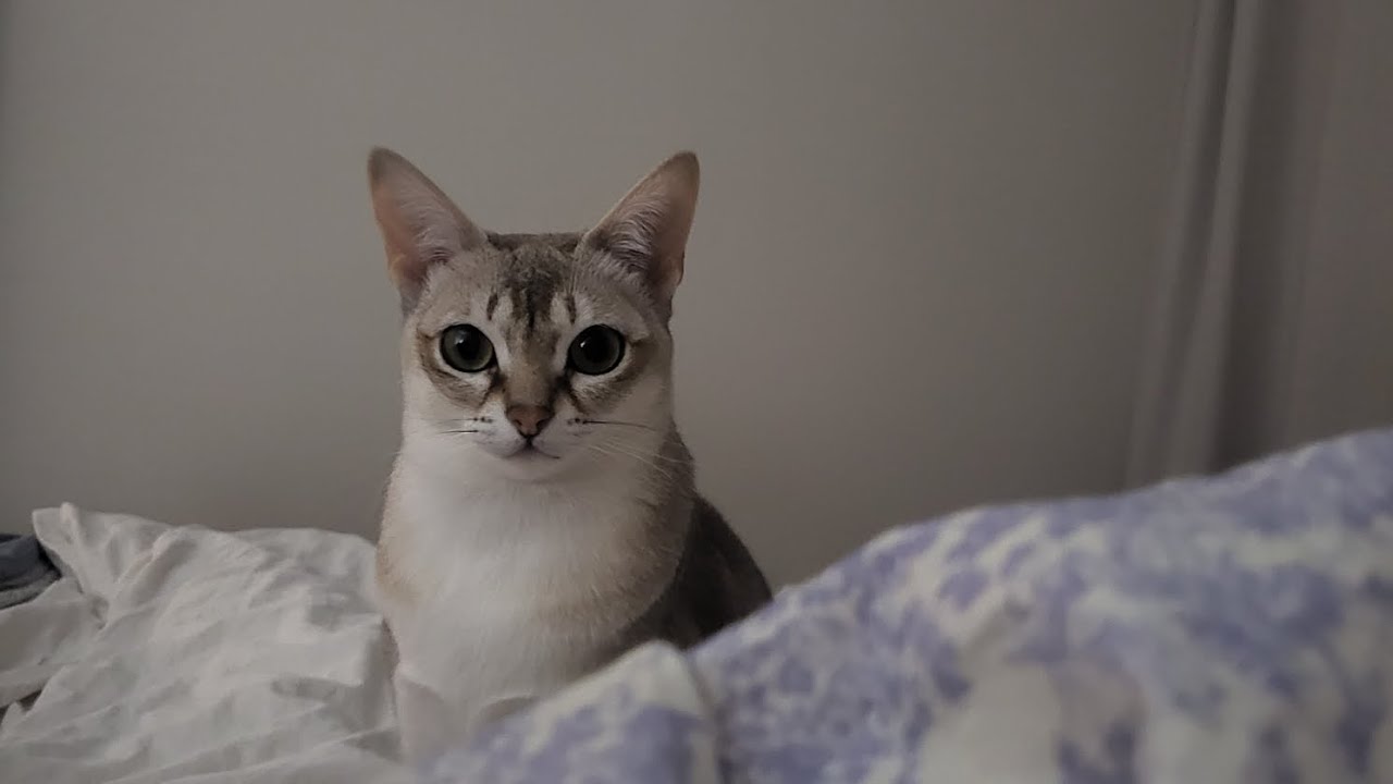 How To Stop Your Cat Biting YouTube how-to-stop-your-cat-biting-youtube