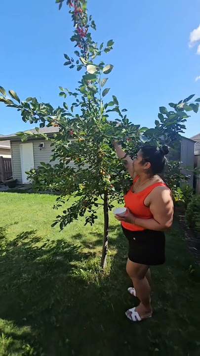 BACKYARD  CHERRY PICKING  #shorts