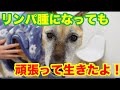 癌治療にただ１つの正解はない、飼い主さんの考えが大事です（犬の多中心型リンパ腫）