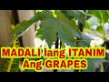 How to plant grapes at home  broker nolyn andrade grapescutting grapesplanting howtoplantgrapes