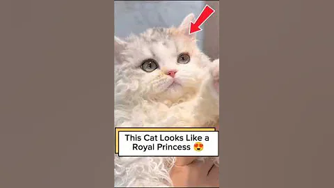 Video 11389271: rex cat, royal cats, cat hair