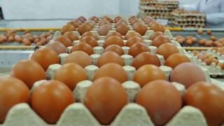 Laying hens management in conventional cages
