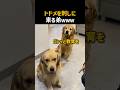トドメを刺しに来る弟ｗｗｗ