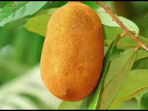 Health Benefits of Cupuacu Fruit