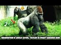 D'jeeco leads the way, and Tayari happily follows 😂💕迪亞哥在前面走，塔莉開心跟在後面#gorilla