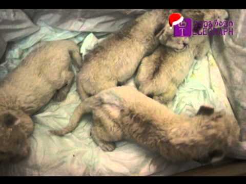 ექსკლუზიური კადრები თბილისის ზოოპარკიდან