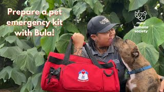 Prepare A Pet Preparedness Kit With Bula