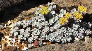 Flowers 5