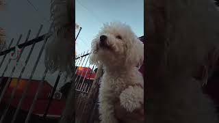 #joaco #coquita #elpersonajedelasemana #lifeisbutadream #bene