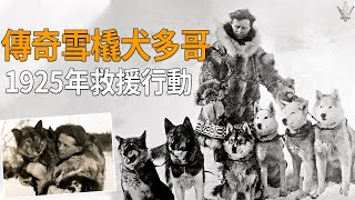 傳奇雪橇犬「多哥TOGO」真實故事1925年幾乎不可能完成的救援行動150隻哈士奇犬拯救了一萬人類的性命。