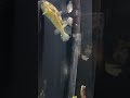 OMG EP.852 #영업인 #경포아쿠아리움 #Aquarium #강릉여행 #유퀴즈 #가즈아  #물고기 #fish #가시복