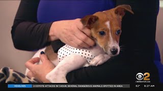 Furry Friend Finder Reginald & Samantha