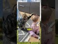 Смешные видео с котами😂 #shorts #котики #смех #собаки