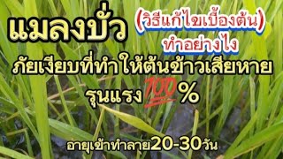 แมลงบั่ว🌾ลงทำลายต้นข้าว:เบอร์20อายุ40วัน#ชาวนา #จัสมิน20