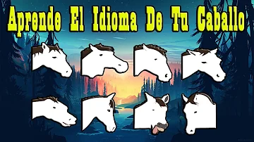 ¿A los caballos les gusta que los toquen?