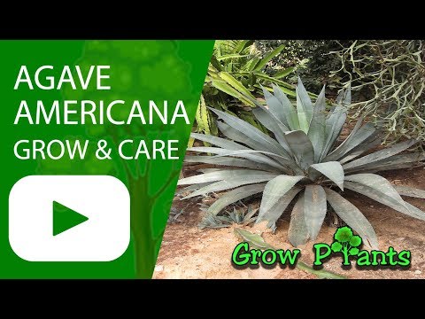Agave americana - grow, care, harvest & eat