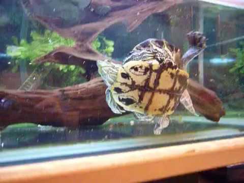 baby turtles for sale uk Darcey is More Interested in the Camera than Some Food - Turtle Love