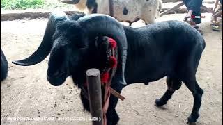 Harga Domba Tangkas Semakin Istimewa ‼️Update Harga Domba Garut