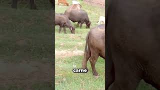 El Experimento Que Creó Un Nuevo Animal